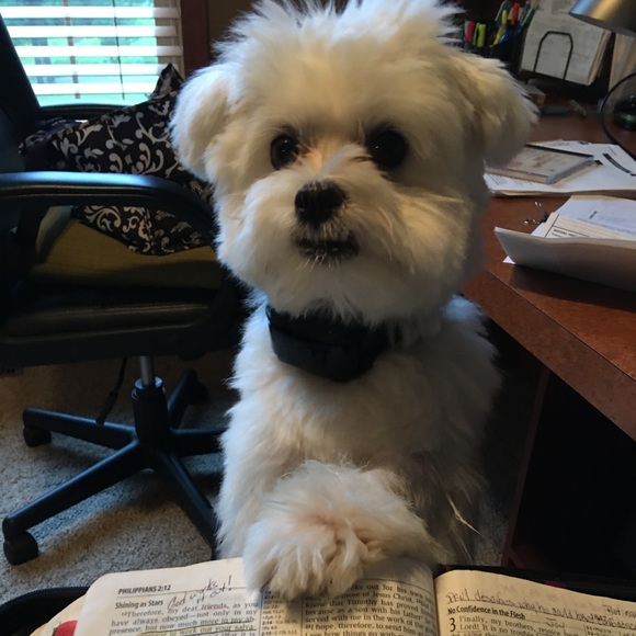 Here’s Mr. Maui! He’s always  with me Poshing! - Picture 5 of 8